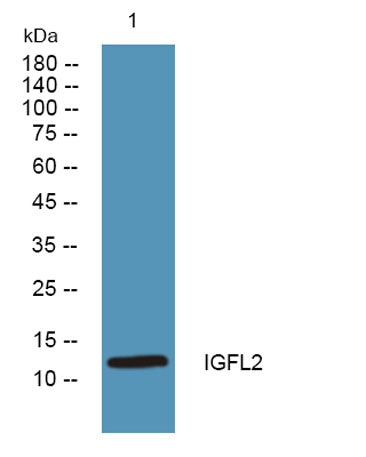 IGFL2 rabbit pAb 50µL/100µL