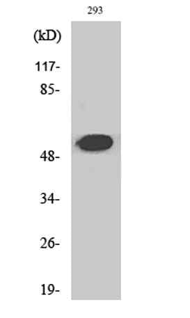 Cleaved-Plasminogen HC A short form (V98) rabbit pAb