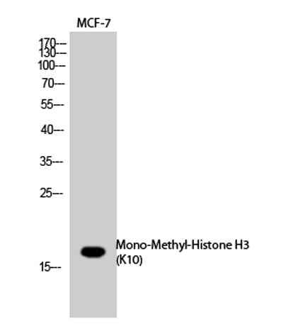 Histone H3 (Mono Methyl Lys10) rabbit pAb