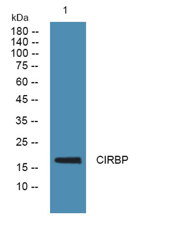 CIRBP rabbit pAb 50µL/100µL