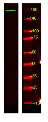 NRK rabbit pAb 50µL/100µL