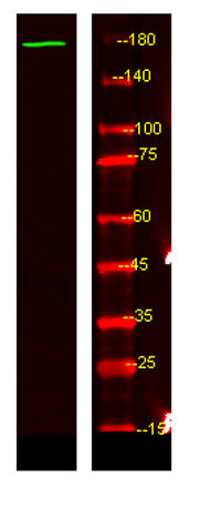 NRK rabbit pAb 50µL/100µL