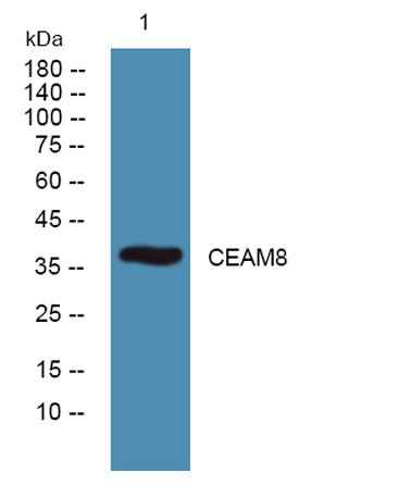 CEAM8 rabbit pAb