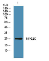 NKG2C rabbit pAb