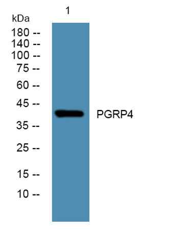PGRP4 rabbit pAb