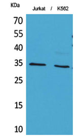 Ref-1 (Acetyl Lys7) rabbit pAb 50µL/100µL