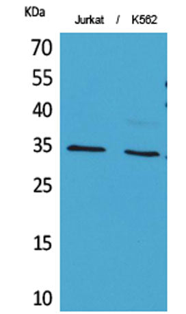 Ref-1 (Acetyl Lys7) rabbit pAb 50µL/100µL