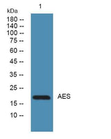 AES rabbit pAb