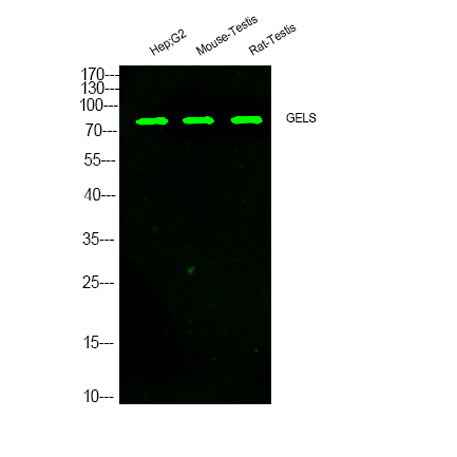 GELS rabbit pAb