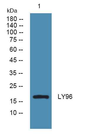 LY96 rabbit pAb