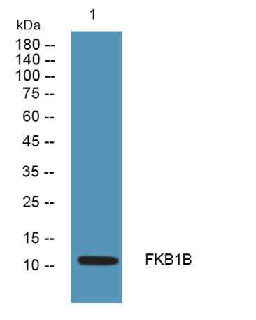 FKB1B rabbit pAb