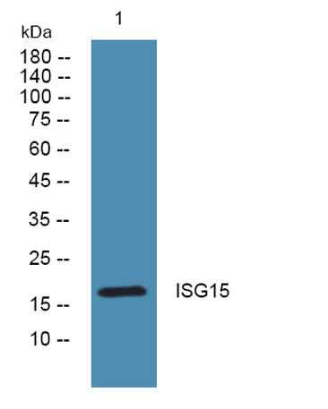 ISG15 rabbit pAb
