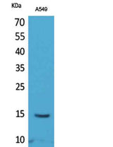 Histone H2B (Acetyl Lys126) rabbit pAb