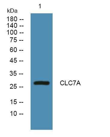 CLC7A rabbit pAb