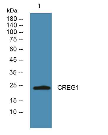 CREG1 rabbit pAb