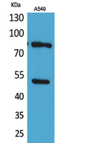 HSP 90 (Acetyl Lys435) rabbit pAb