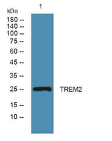 TREM2 rabbit pAb
