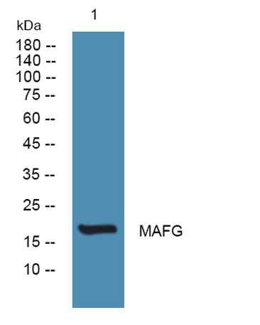 MAFG rabbit pAb