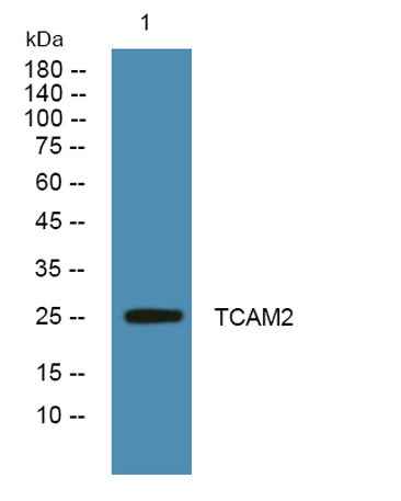 TCAM2 rabbit pAb