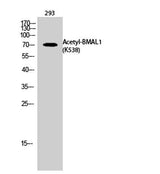 BMAL1 (Acetyl Lys538) rabbit pAb