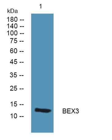 BEX3 rabbit pAb