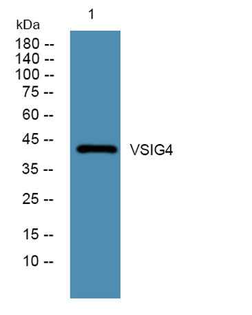 VSIG4 rabbit pAb