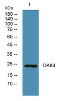 DKK4 rabbit pAb