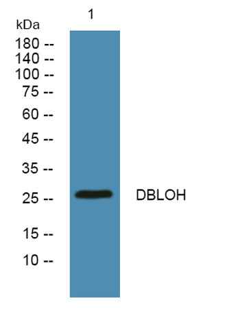 DBLOH rabbit pAb
