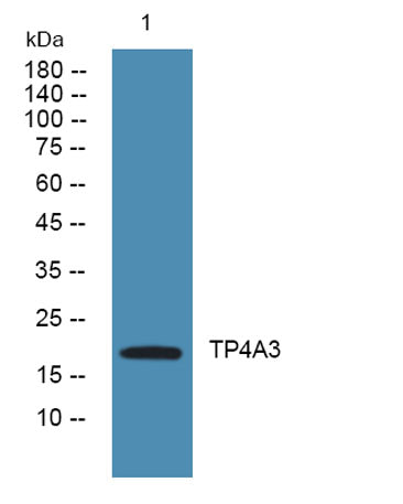 TP4A3 rabbit pAb 50µL/100µL