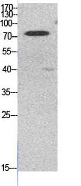 Ub (Acetyl Lys48) rabbit pAb