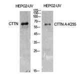Cortactin (Acetyl Lys235) rabbit pAb