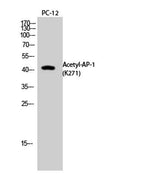 AP-1 (Acetyl Lys271) rabbit pAb