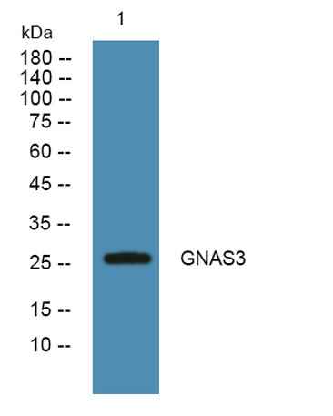 GNAS3 rabbit pAb