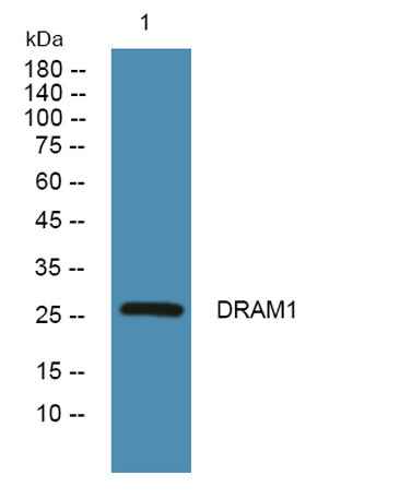DRAM1 rabbit pAb