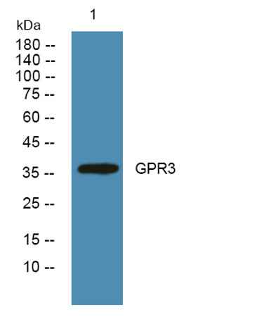 GPR3 rabbit pAb