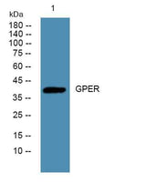 GPER rabbit pAb
