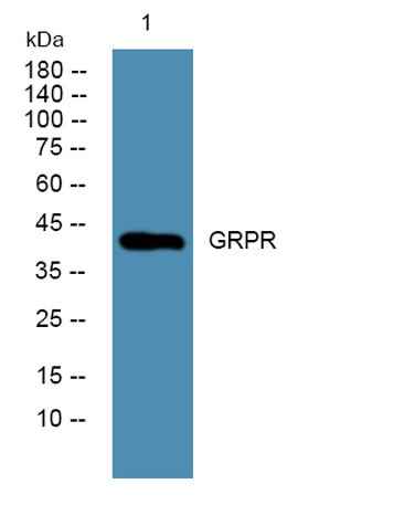GRPR rabbit pAb