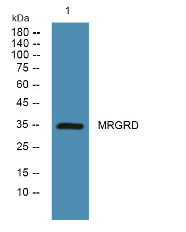 MRGRD rabbit pAb 50µL/100µL