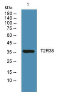 T2R38 rabbit pAb