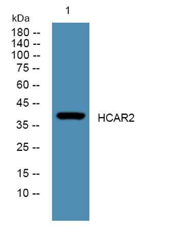 HCAR2 rabbit pAb