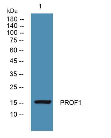 PROF1 rabbit pAb