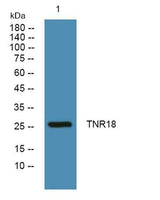 TNR18 rabbit pAb
