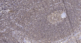 MUC3A rabbit pAb 50µL/100µL