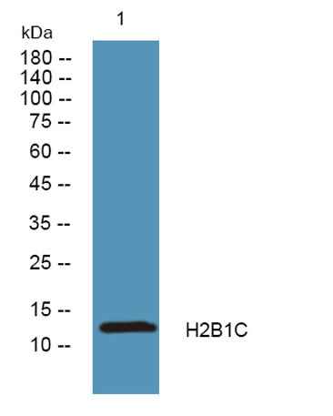 H2B1C rabbit pAb