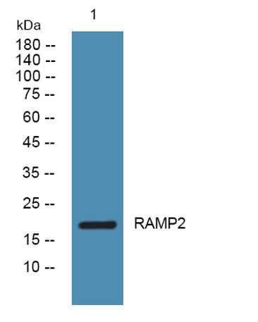 RAMP2 rabbit pAb