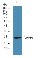 VAMP7 rabbit pAb 50µL/100µL