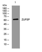 ZUFSP rabbit pAb