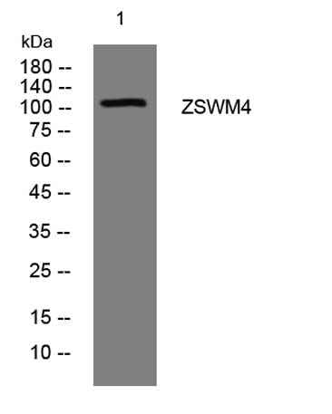 ZSWM4 rabbit pAb