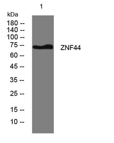 ZNF44 rabbit pAb