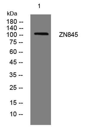 ZN845 rabbit pAb